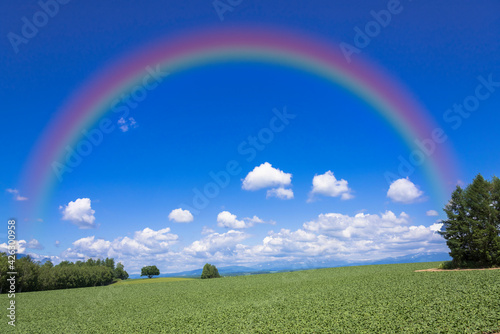 丘の町・美瑛の麦畑にかかる虹