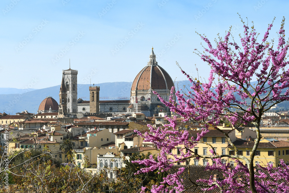 Beautiful view of the Cathedral of Santa Maria del Fiore in Florence with flowering judas tree in spring. Italy