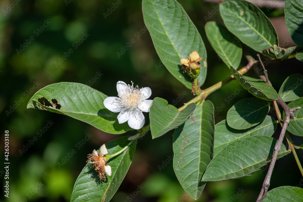 Close-up Beautiful white guava flowers in full bloom before the little guava grows out. On the farm of Thailand in the Close-up Beautiful white guava flowers in full bloom before the little guava grows out. On the farm of Thailand in the