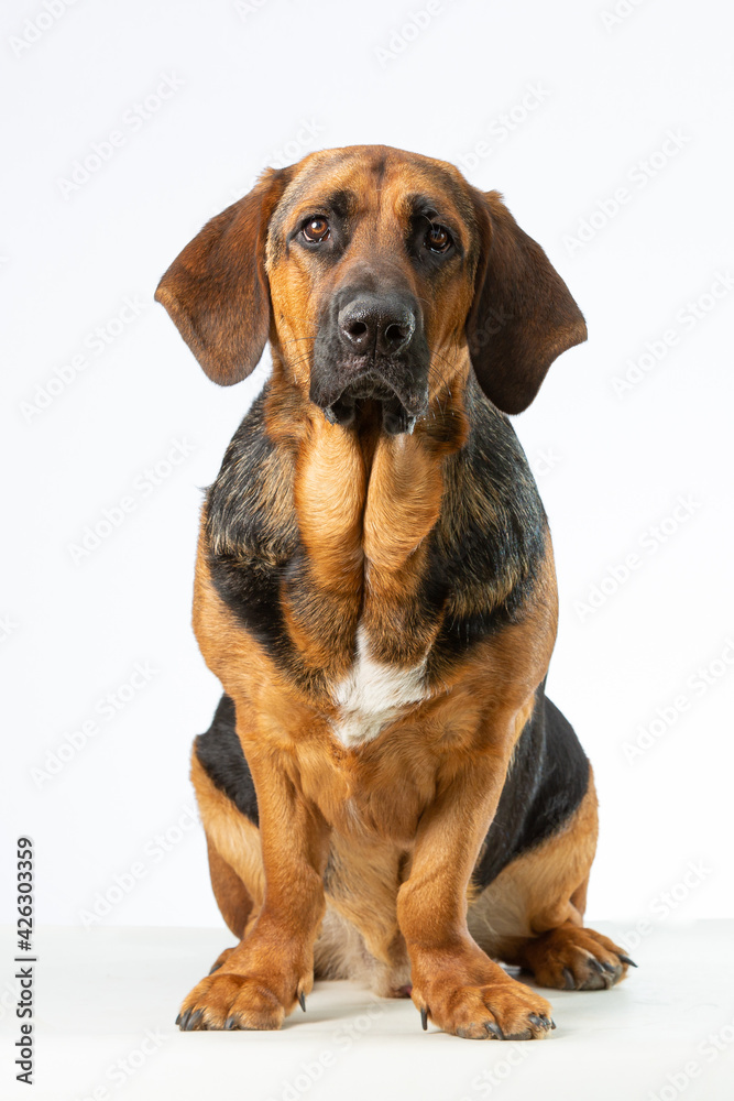 Droopy Cross breed Basset Hound and German Shepherd dog sitting in a white background looking at the camera