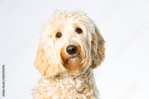Close up of a cute sweet blond Labradoodle face looking straight at the camera