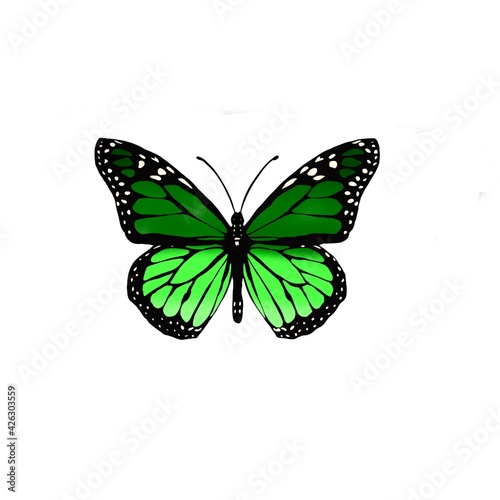 Schmetterling Grün © Svenja