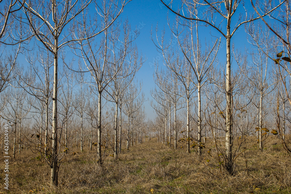 Obraz premium Trees in the forest