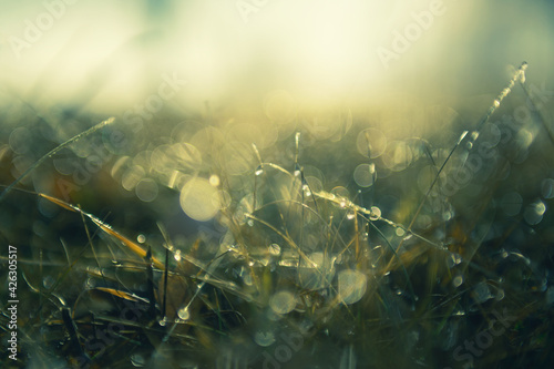 Green grass with morning dew at sunrise. Macro image, shallow depth of field. Blurred summer nature background