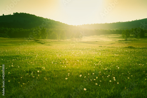 Fototapeta Naklejka Na Ścianę i Meble -  Forest meadow with fresh green grass and dandelions at sunset. Selective focus. Beautiful summer nature background.