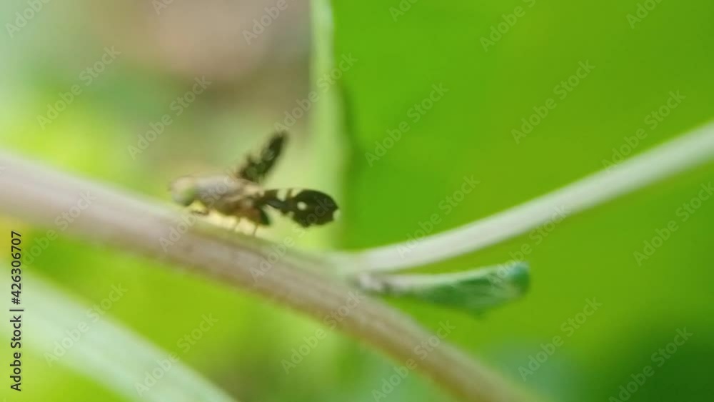 Black bee in leaf trying fly