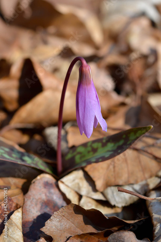 Erythronium dens-canis, Dog's tooth violet, wildflower photo