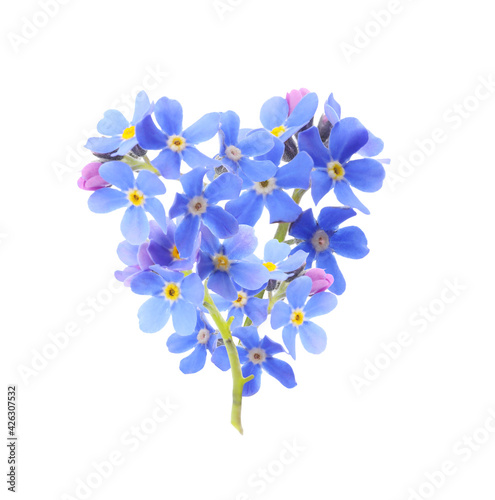 Delicate blue forget me not flowers on white background