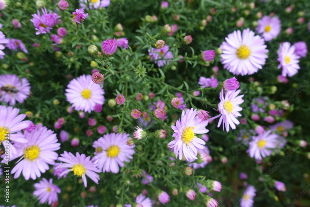 Opening buds and pink flowers of Michaelmas daisies in October Opening buds and pink flowers of Michaelmas daisies in October
