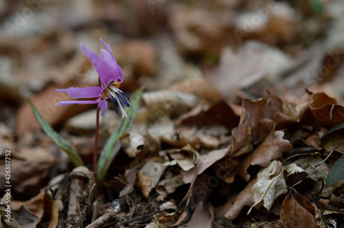 Erythronium dens-canis, Dog's tooth violet, wildflower