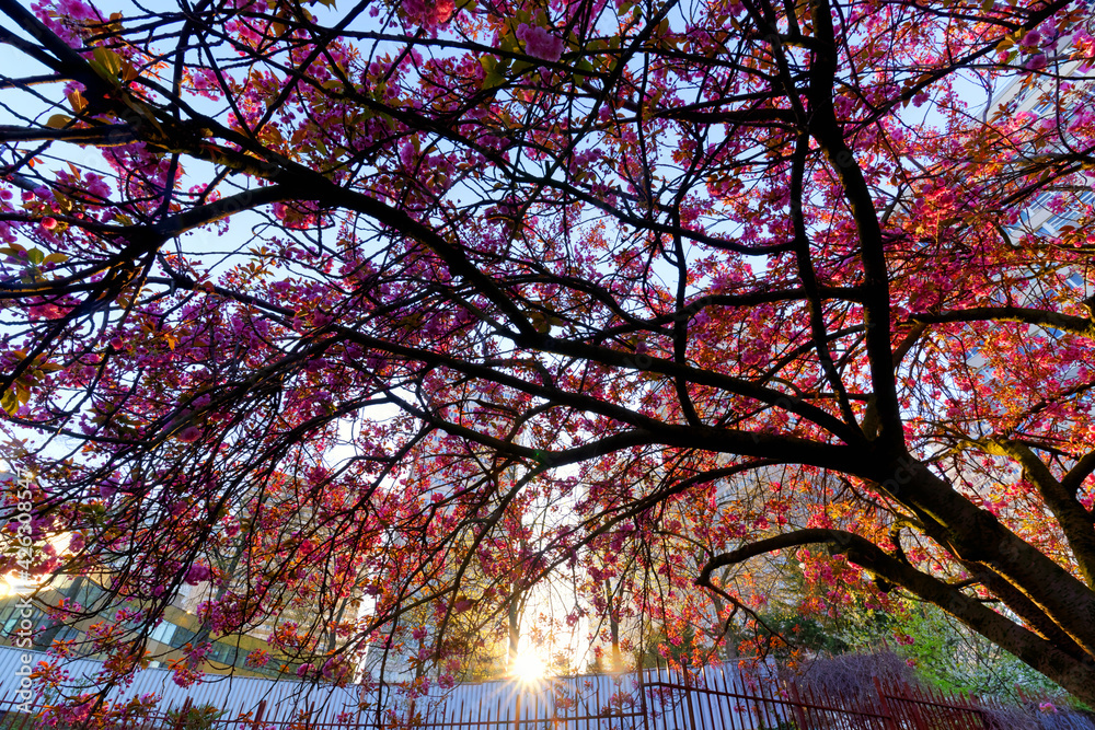 Springtime in the chinatown area of Paris city Springtime in the chinatown area of Paris city
