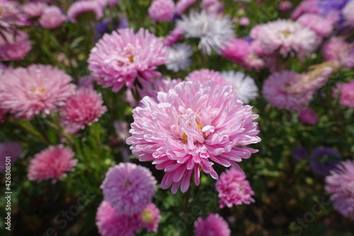 Lots of pink flowers of China asters in September