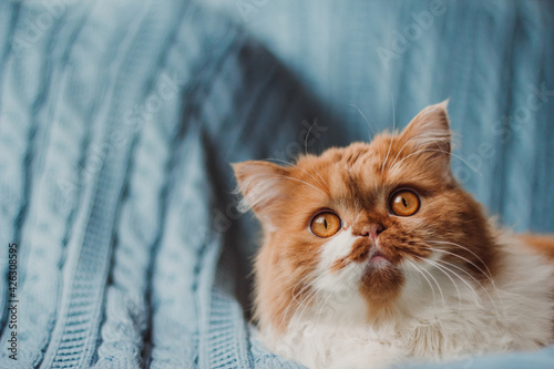 A fluffy ginger cat sits on the background of a blue knitted plaid. Playful cat copy space.