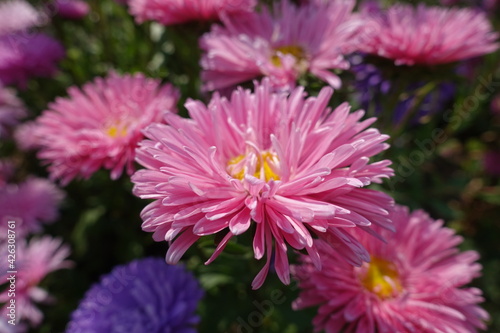 Pastel pink flowers of China asters in September