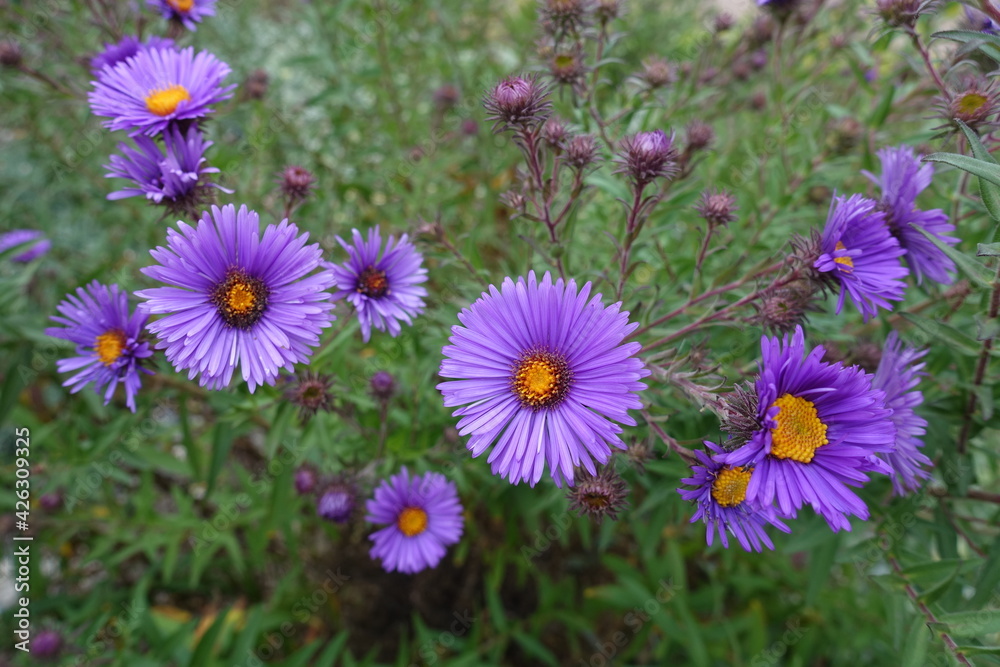 Obraz premium Half opened purple flowers of New England aster in September