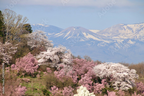 花見山・桜（福島県・福島市） photo