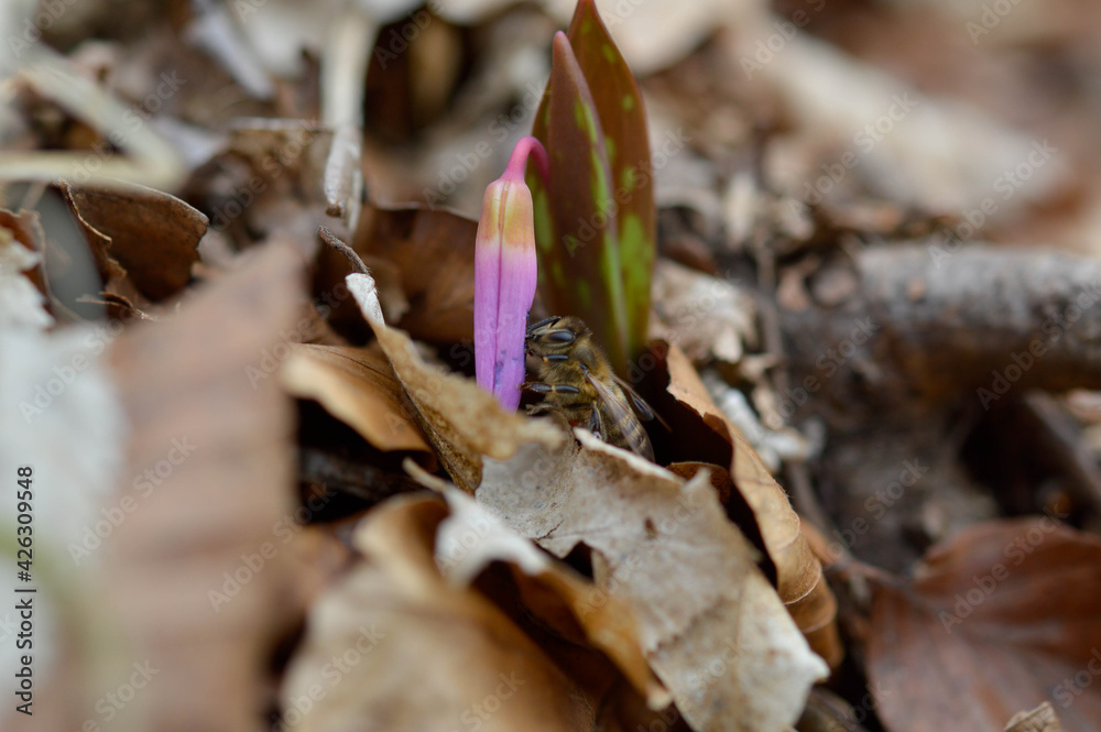 Bee on a Dog's tooth violet wildflower bloom in nature macro Bee on a Dog's tooth violet wildflower bloom in nature macro