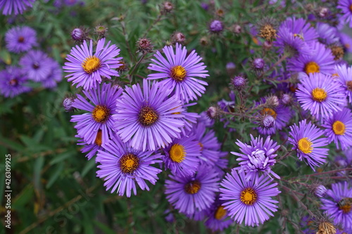 Numerous purple flowers of New England aster in Ocotber