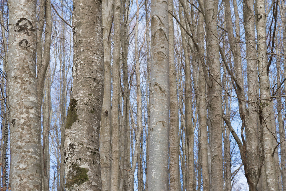 Obraz premium Bosco di pioppi.