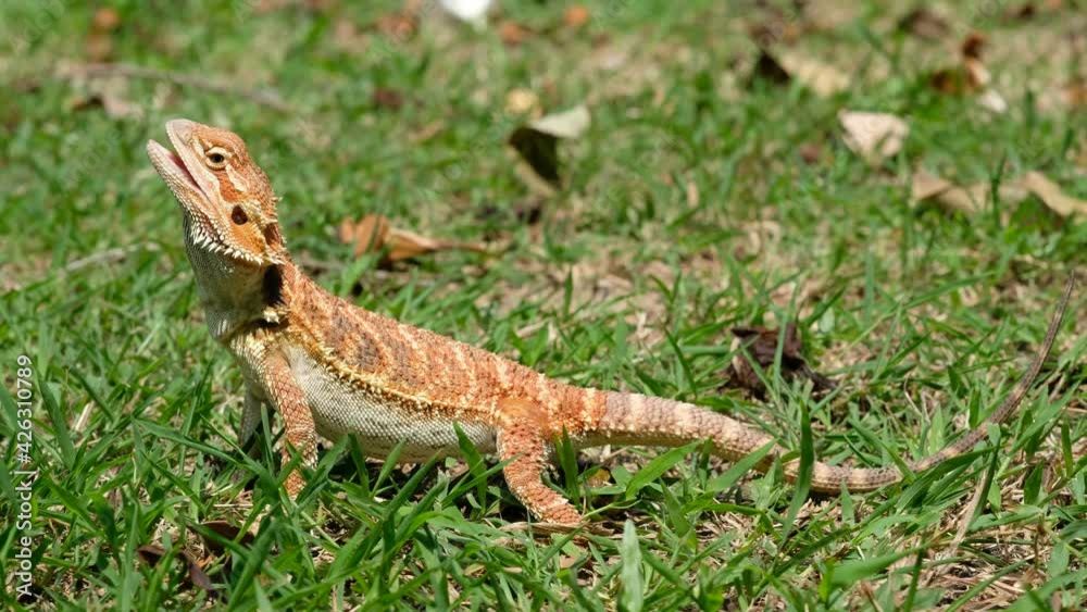bearded dragon on ground with blur background
bearded dragon on ground with blur background