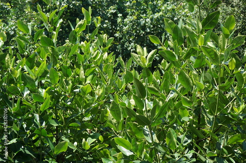 Mangrove with a natural background. Indonesian call it bakau © Mang Kelin