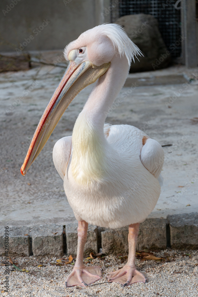 Obraz premium モモイロペリカン