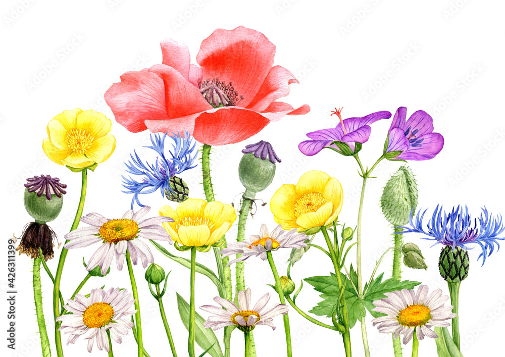 watercolor drawing field flowers and plants