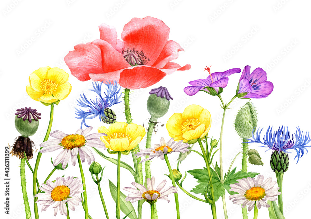 Obraz premium watercolor drawing field flowers and plants
