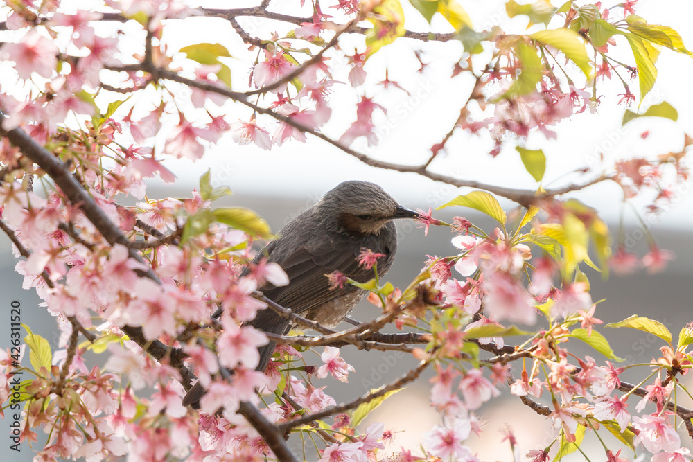 河津桜とヒヨドリ