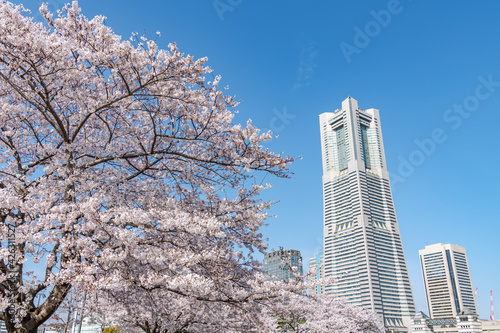 Cherry blossom trees at Minato Mirai 21 in Yokohama, Japan. photo
