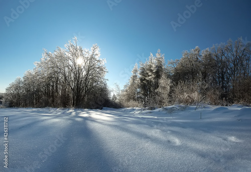 Winter forest landscape in snow and ice. Blue winter sky