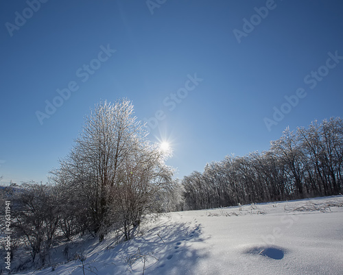 Winter forest landscape in snow and ice. Blue winter sky
