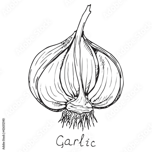 Head of garlic. Herb. Plants fresh root cut in half with peel. Spicy condiment. Isolated on white background. Hand-drawn ink sketch.