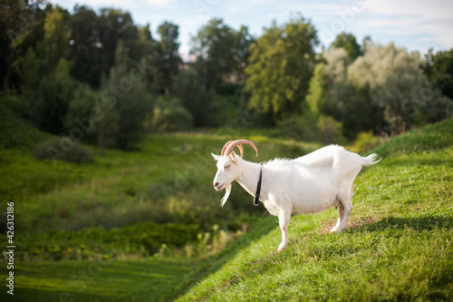 White adult goat standing on green grassy hill at village countryside on sunny day