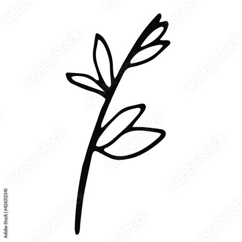 Hand drawn vector botanical illustration. Isolated objects on white.