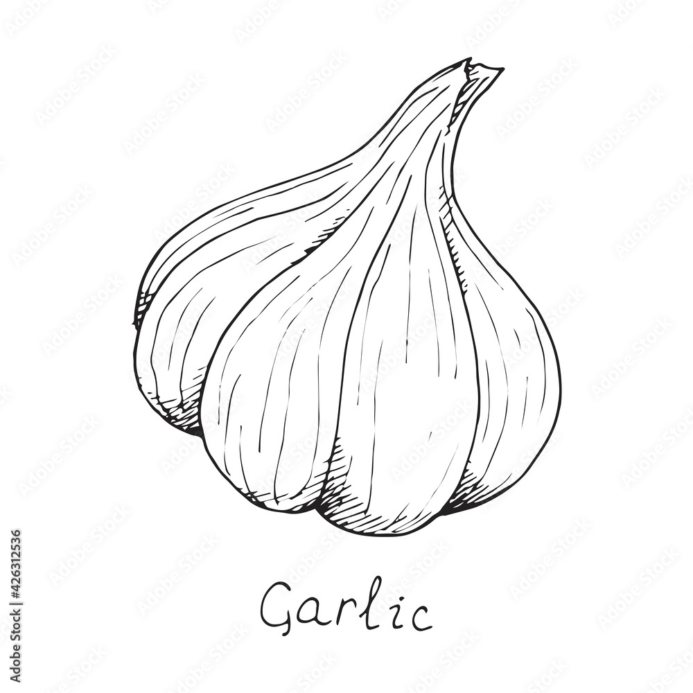 Head of garlic. traditional medicine. Herb. Whole plant, fresh root