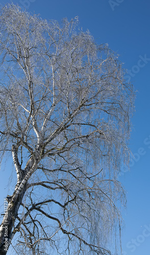 Winter forest landscape in snow and ice. Blue winter sky