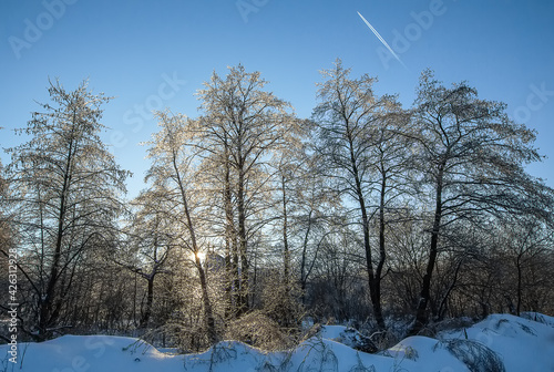 Winter forest landscape in snow and ice. Blue winter sky