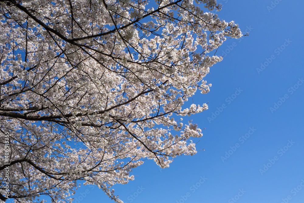 散り始めた桜の花と青く澄んだ空