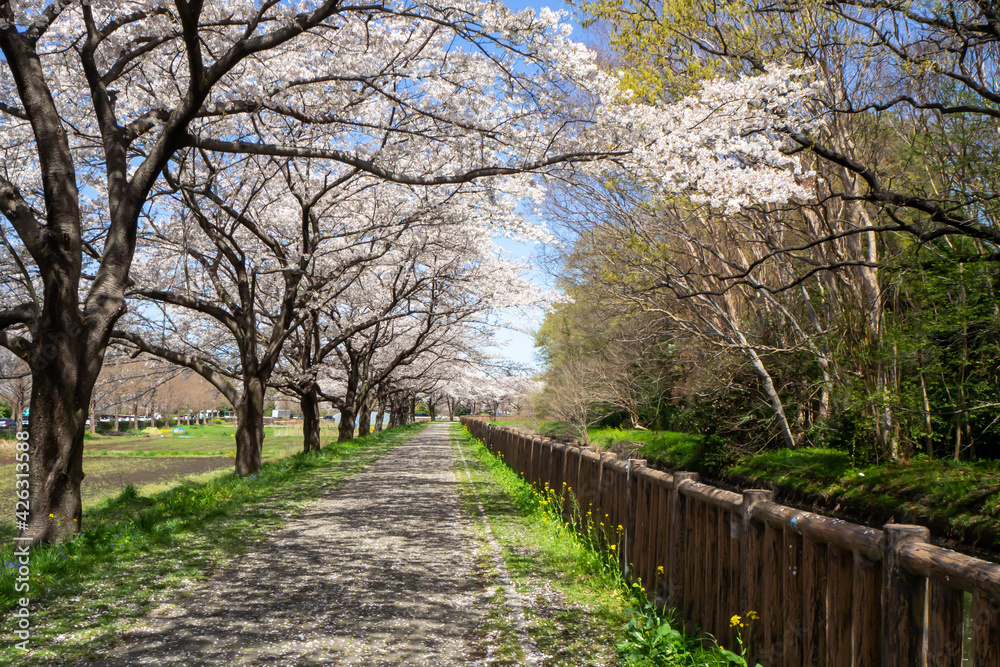 埼玉県見沼田んぼの満開で散り始めた桜並木