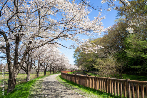 埼玉県見沼田んぼの満開で散り始めた桜並木