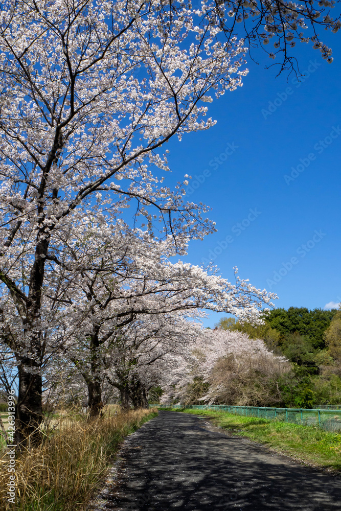 埼玉県見沼田んぼの満開で散り始めた桜並木