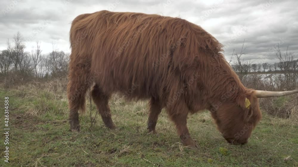 Big highland cattle cow grazing and eating on agricultural grassland, closeup