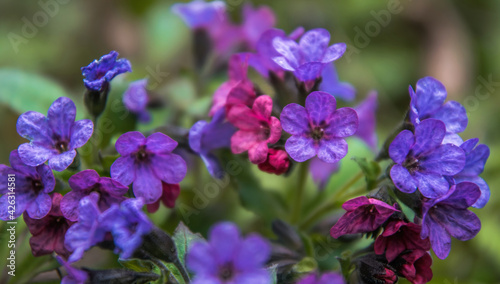 Delicate spring flowers of lungwort. Wild spring forest flowers