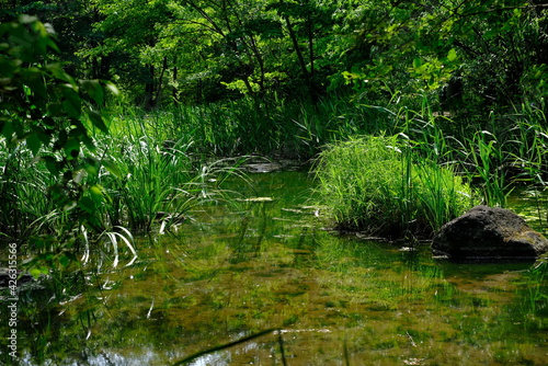 river in the forest