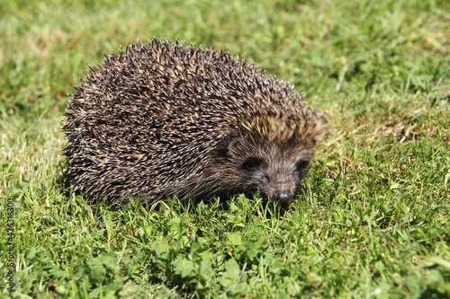 Young hedgehog in the grass