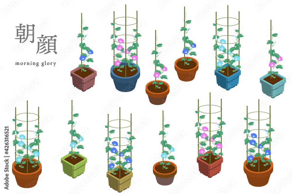 朝顔の鉢植えのベクターイラスト 丸鉢 角鉢 1本支柱 4本支柱 Stock Vector Adobe Stock