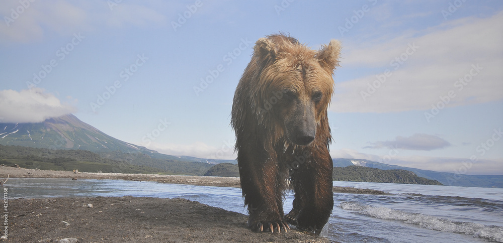 Fototapeta premium photo auto photo of a bear after fishing goes along the river