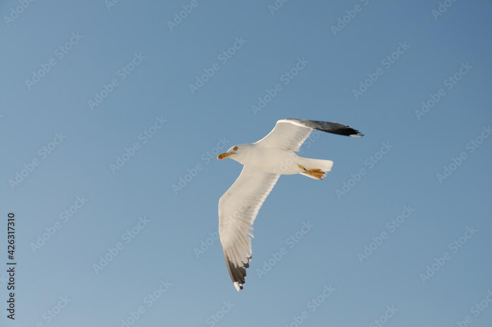 white seagull against a pale blue sky flying above the mediterranean sea white seagull against a pale blue sky flying above the mediterranean sea