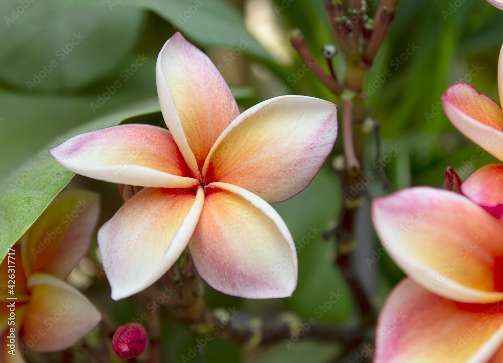 plumeria flower blooming on tree, spa flower